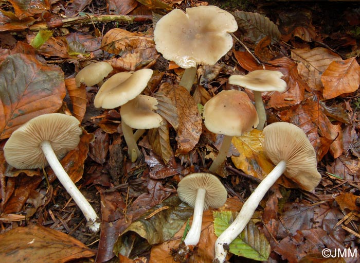 Entoloma rhodopolium