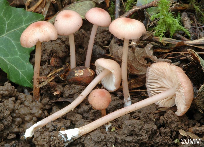 Entoloma roseum