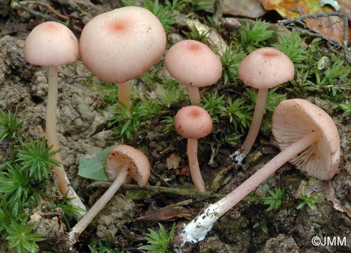 Entoloma roseum