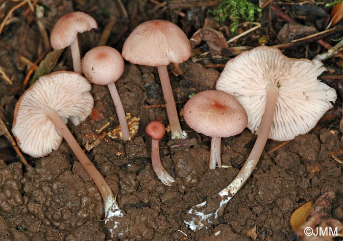 Entoloma roseum