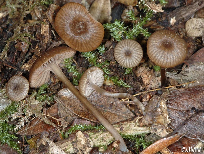 Entoloma rusticoides