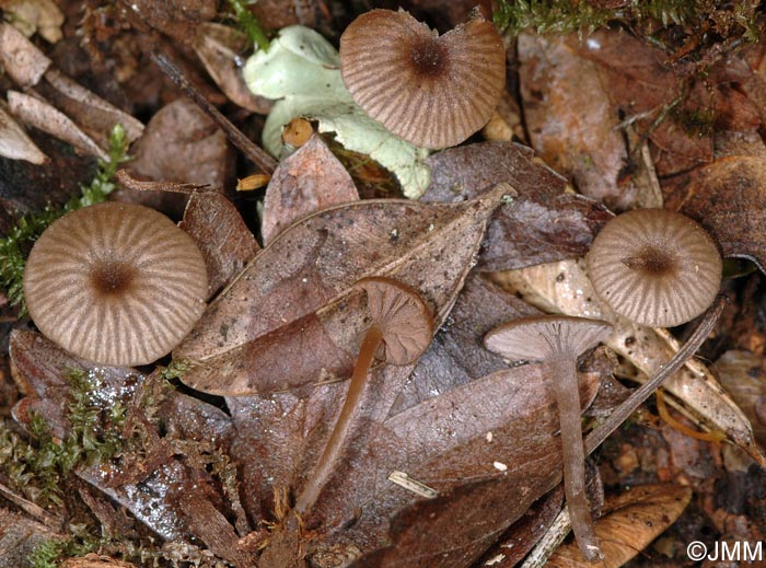 Entoloma rusticoides