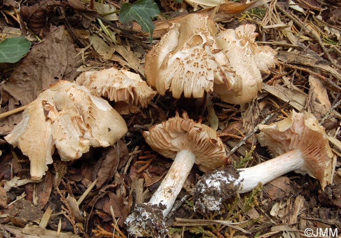 Entoloma saundersii