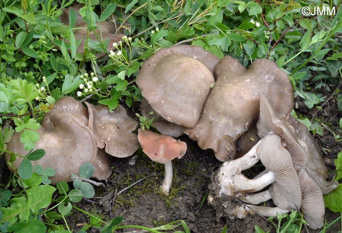 Entoloma saundersii