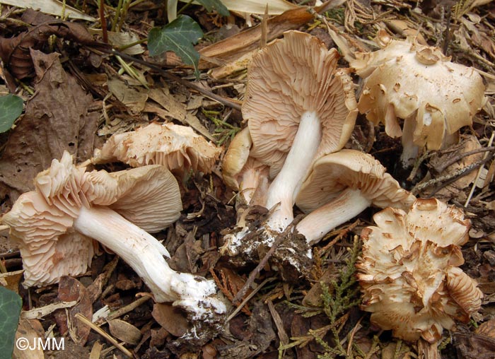 Entoloma saundersii