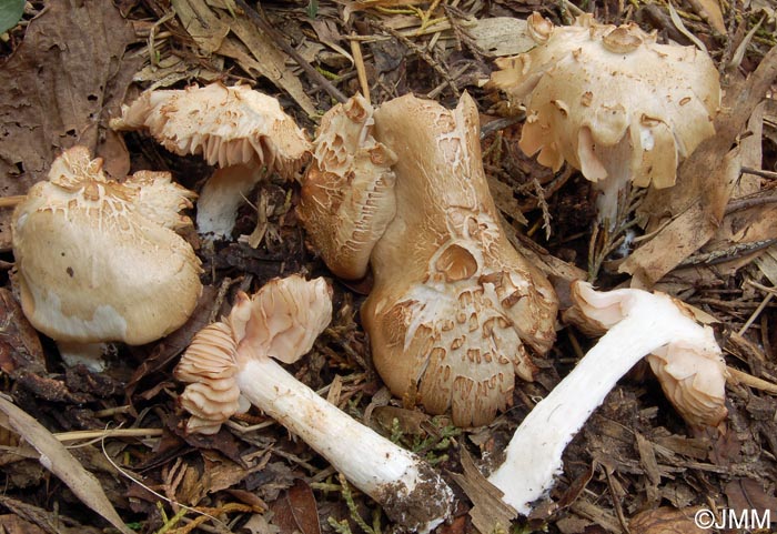 Entoloma saundersii