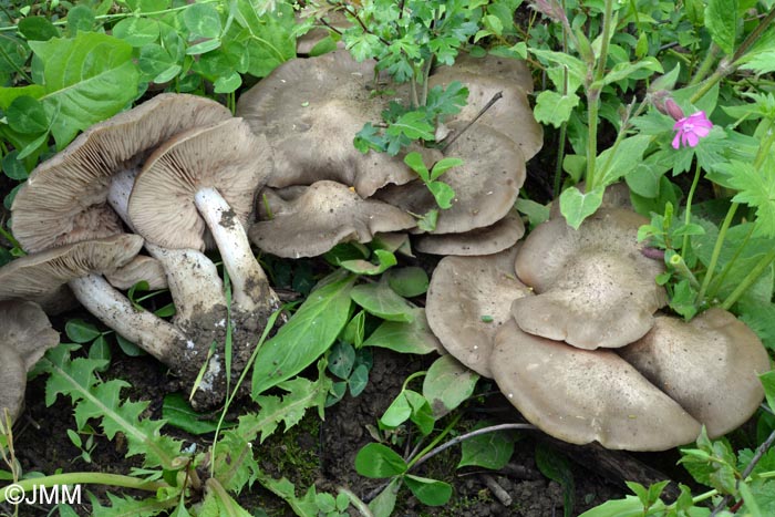 Entoloma saundersii