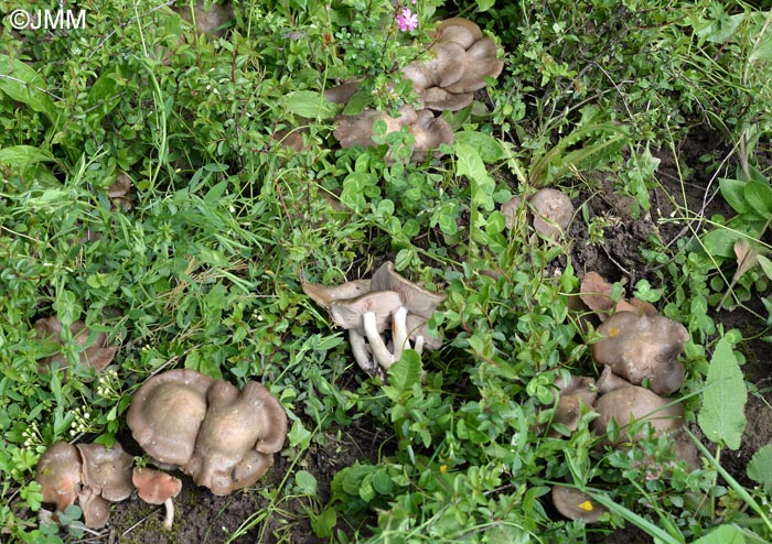 Entoloma saundersii