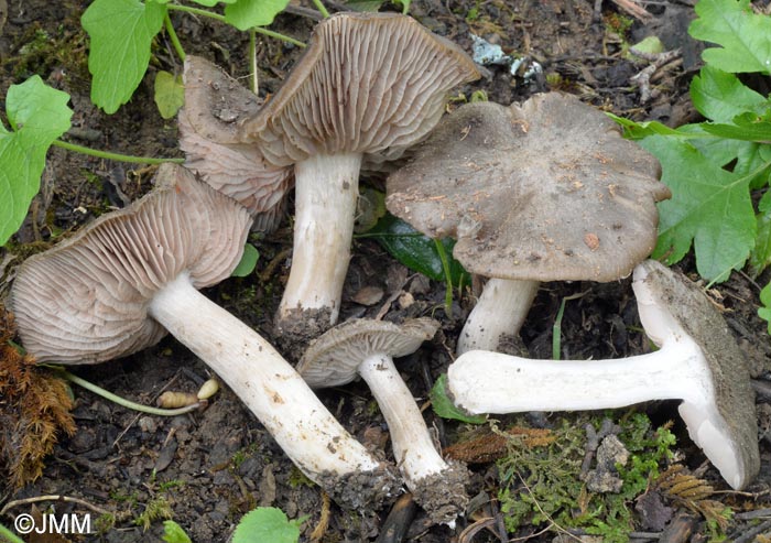 Entoloma saundersii