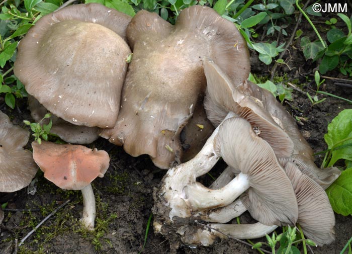 Entoloma saundersii
