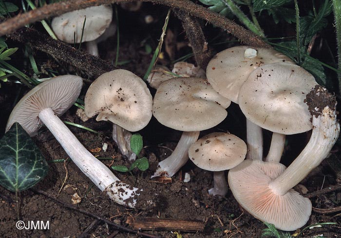 Entoloma sepium