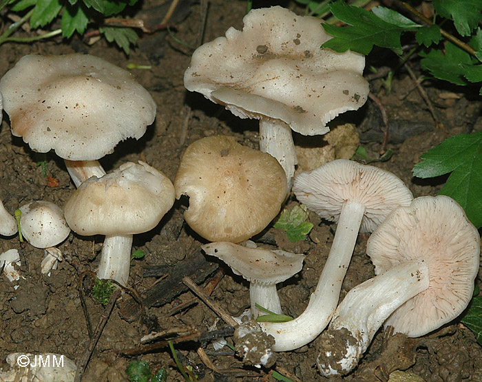 Entoloma sepium 