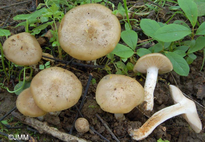 Entoloma sepium