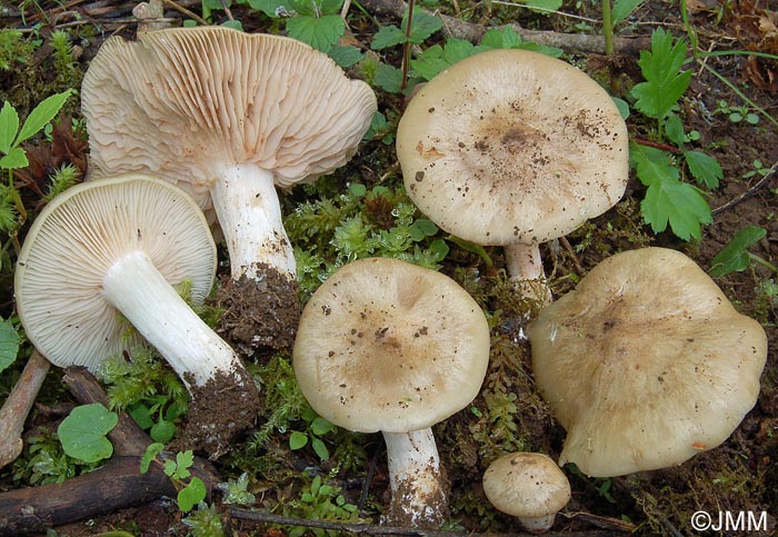 Entoloma sepium