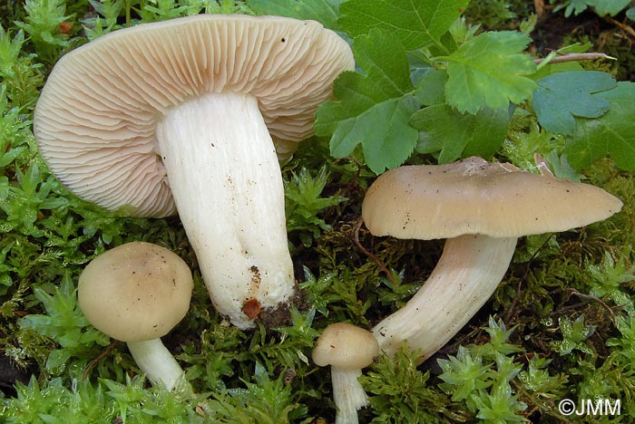 Entoloma sepium