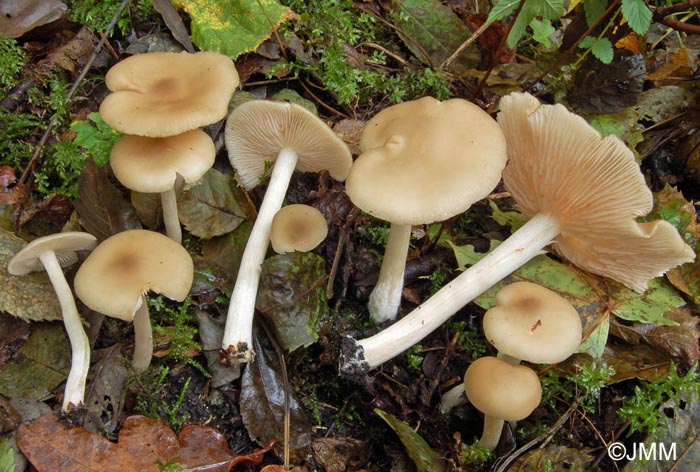 Entoloma sericatum