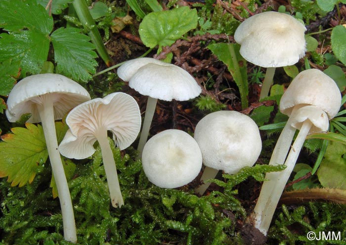 Entoloma sericellum