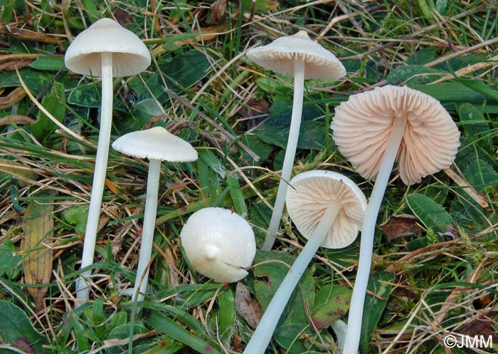 Entoloma sericellum