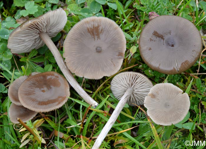 Entoloma sericeum