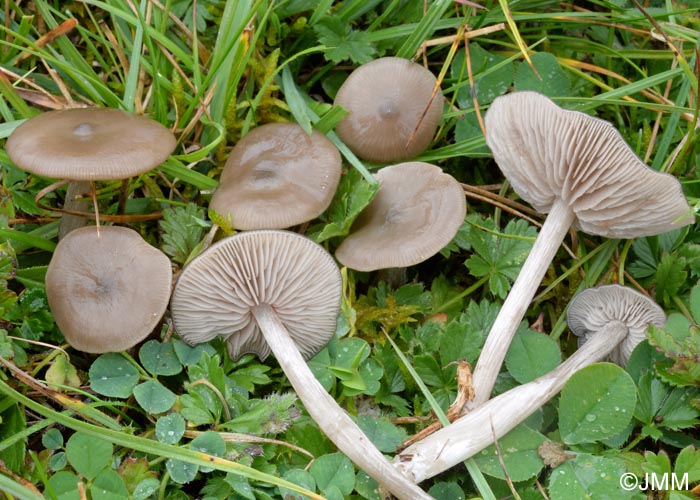 Entoloma sericeum