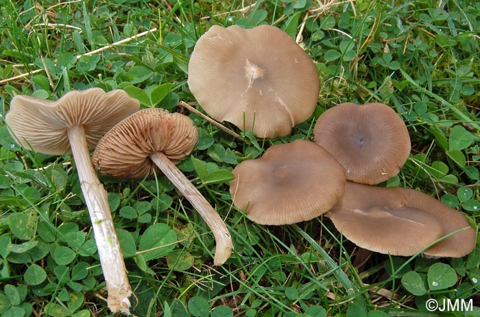 Entoloma sericeum