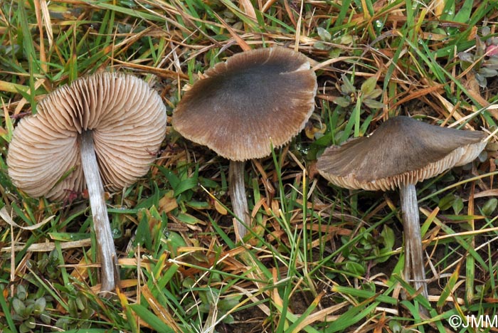 Entoloma sericeum f. nolaniforme