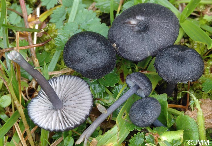 Entoloma serrulatum