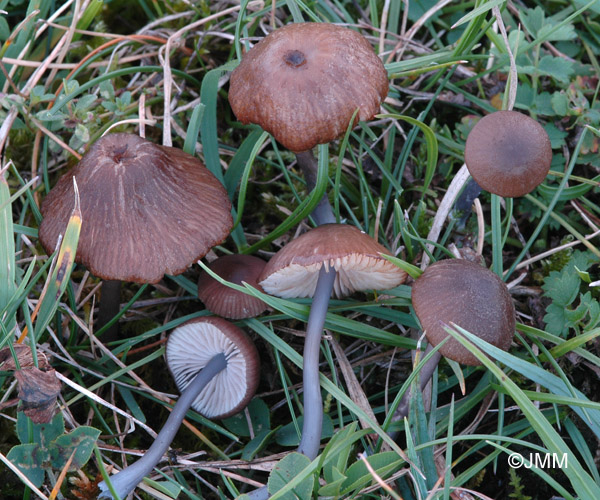 Entoloma sodale