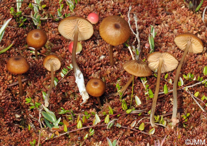 Entoloma sphagnorum