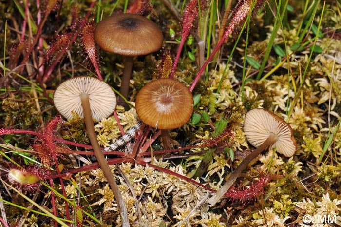 Entoloma sphagnorum