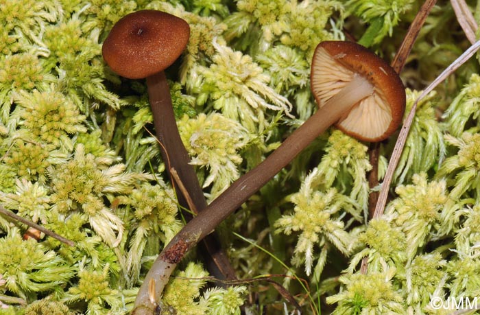 Entoloma sphagnorum