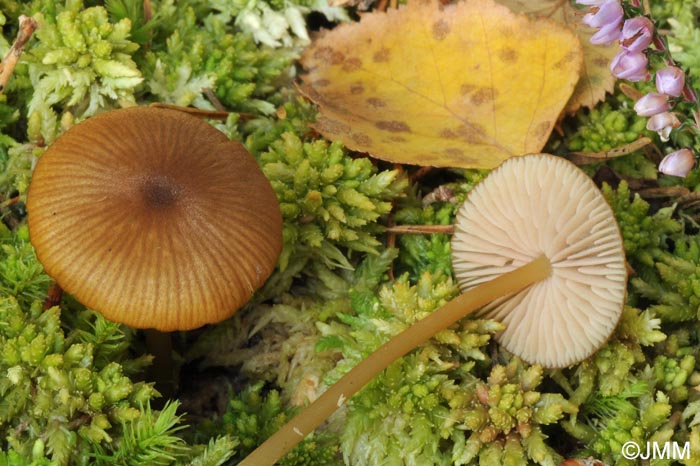 Entoloma sphagnorum