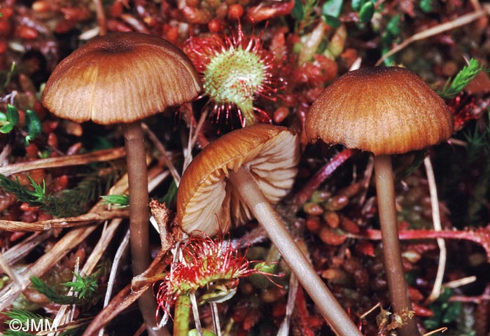 Entoloma sphagnorum