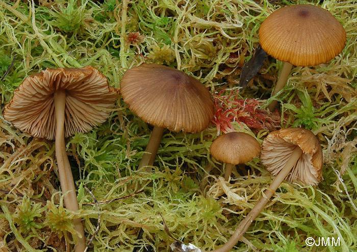 Entoloma sphagnorum