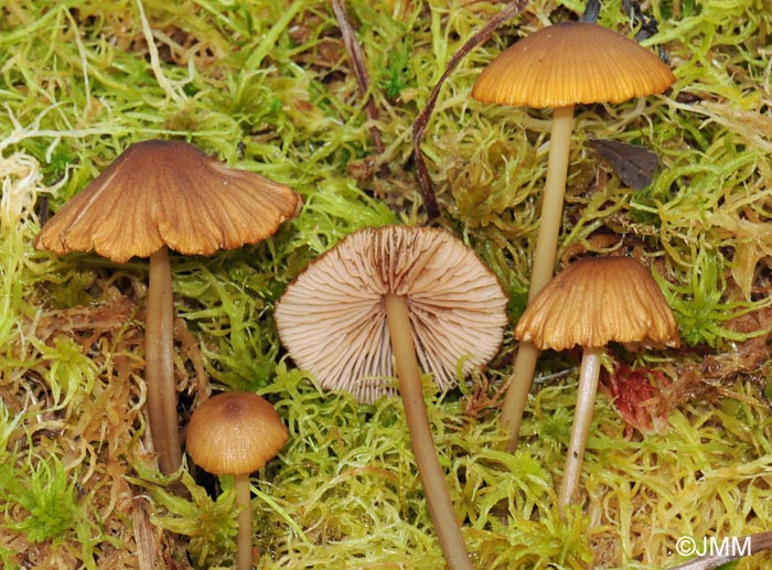 Entoloma sphagnorum