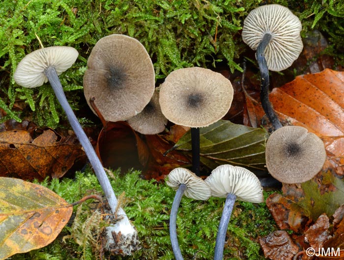 Entoloma tjallingiorum