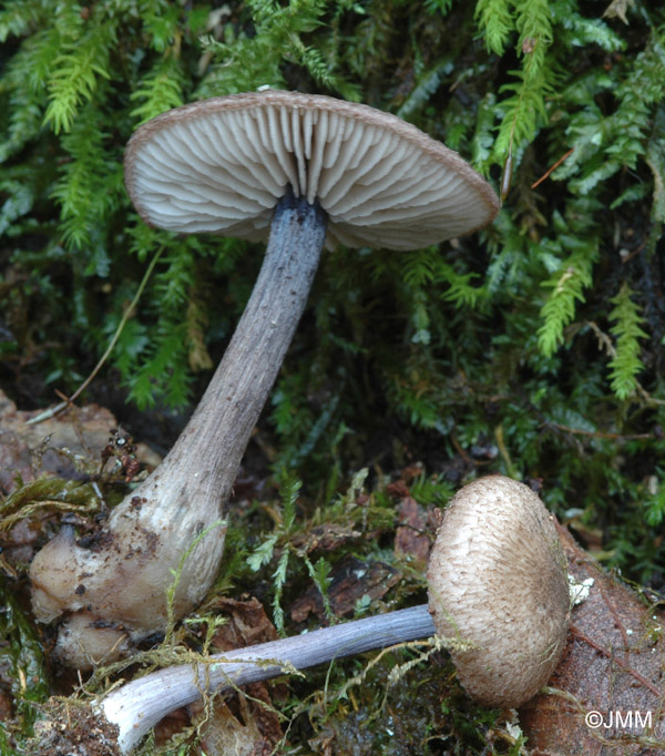 Entoloma tjallingiorum 