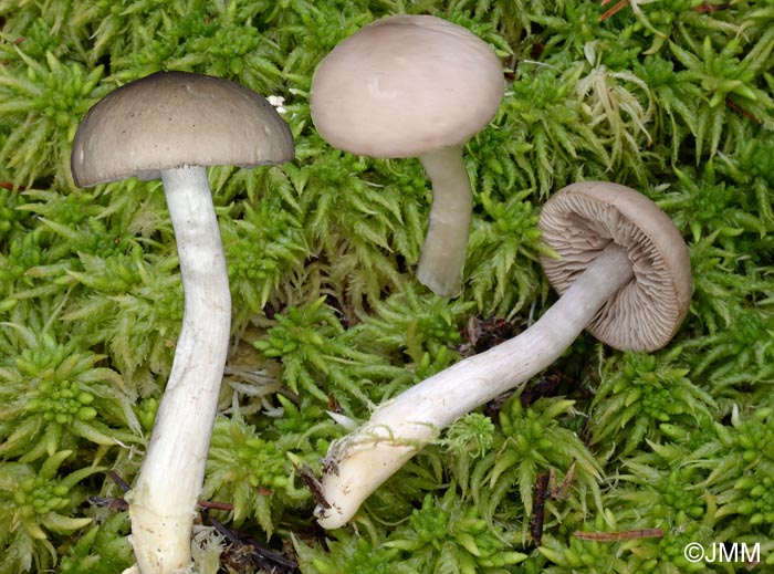 Entoloma turbidum