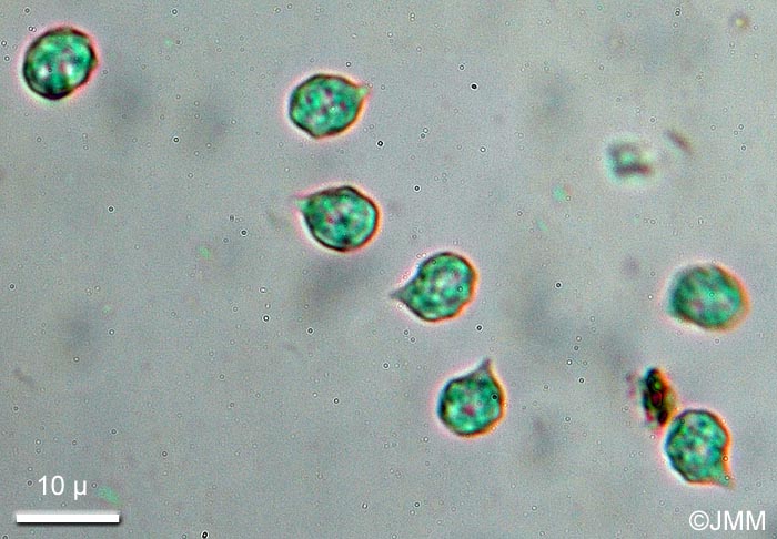 Entoloma turbidum : spores