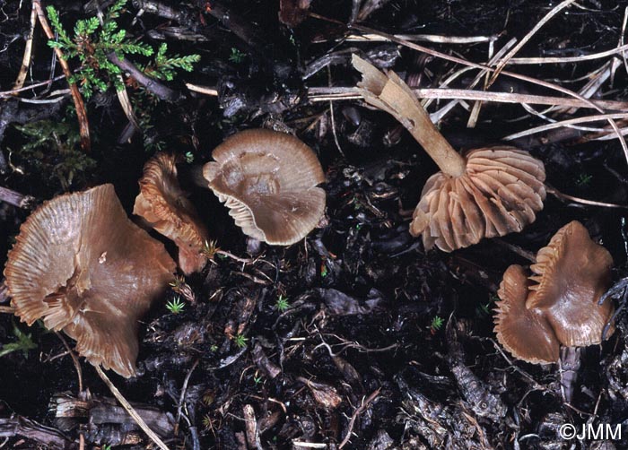 Entoloma turci