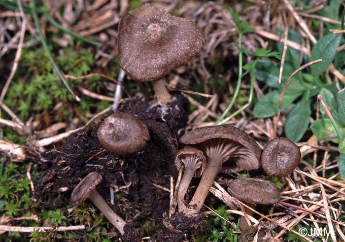 Entoloma undatum