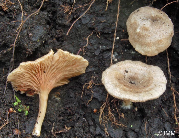 Entoloma undatum