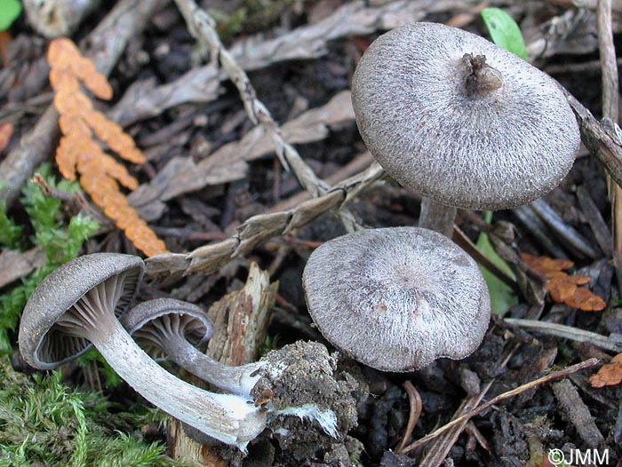 Entoloma undatum