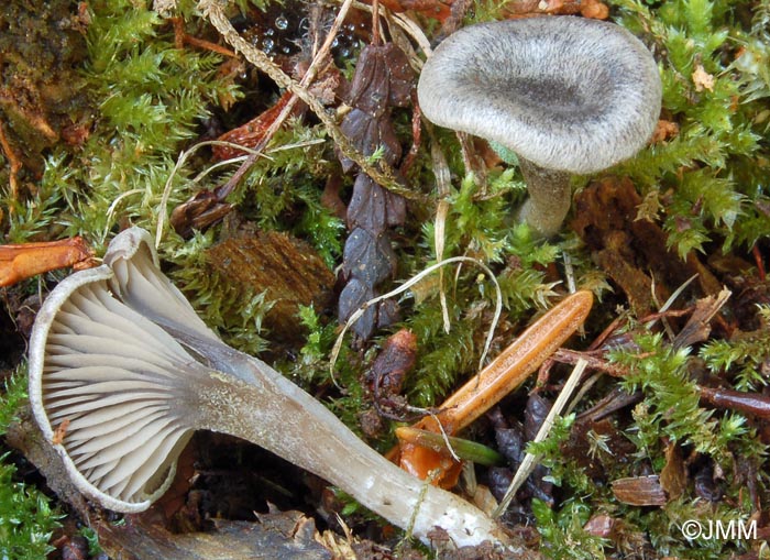 Entoloma undatum