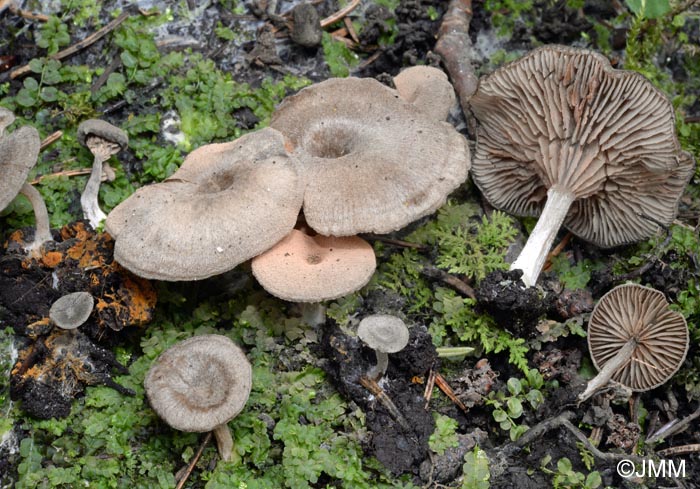 Entoloma undatum