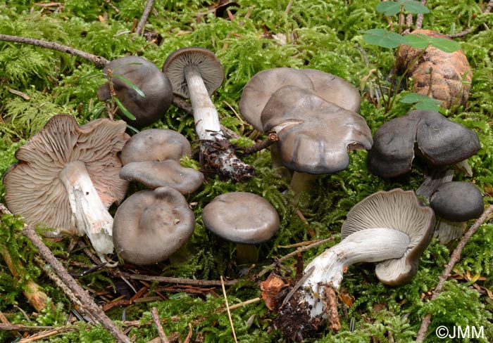 Entoloma venosum