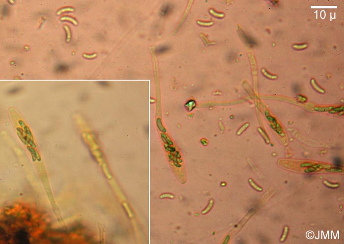 Eutypa flavovirens : asques & spores