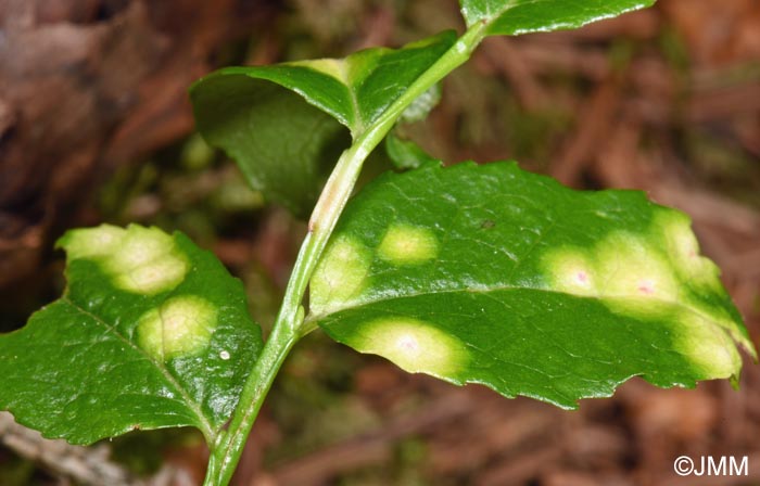Exobasidium arescens