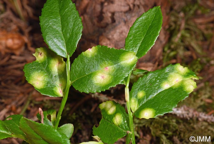 Exobasidium arescens