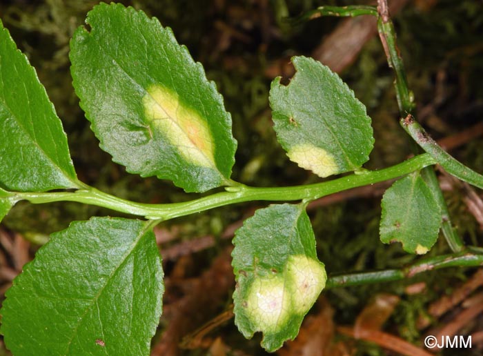 Exobasidium arescens